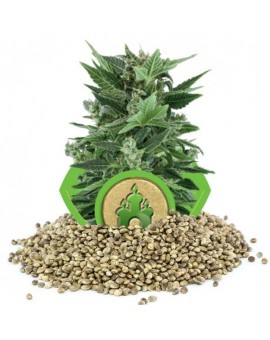 Royal Queen Seeds Kush Automatic 100szt.