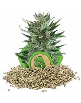 Royal Queen Seeds Cheese Automatic- 100szt.