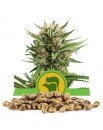 Royal Queen Seeds Sweet Skunk Automatic 100szt.