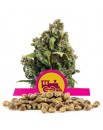 Royal Queen Seeds Candy Kush Express Version