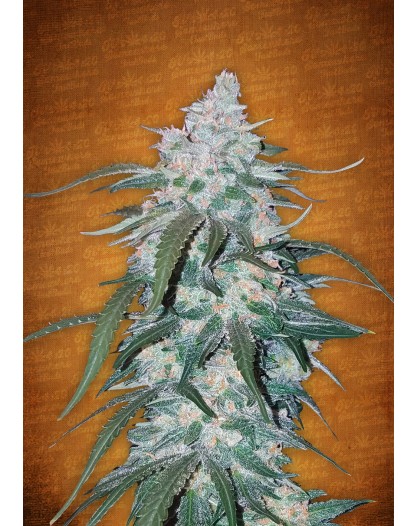 Fast Buds Pineapple Express 3 Seeds Auto