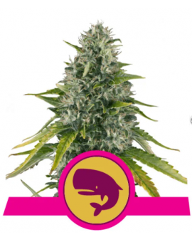 Royal Moby Royal Queen Seeds
