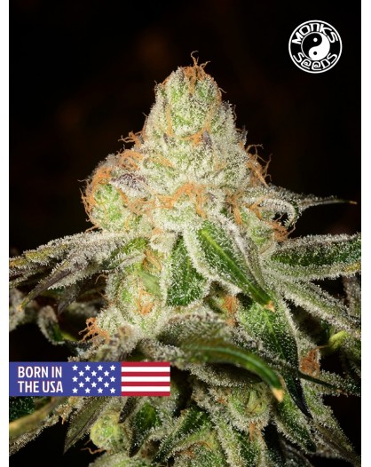 Auto USA Girl Scout Cookies - Monks Seeds - 3szt