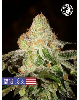 Auto USA Girl Scout Cookies - Monks Seeds - 10szt