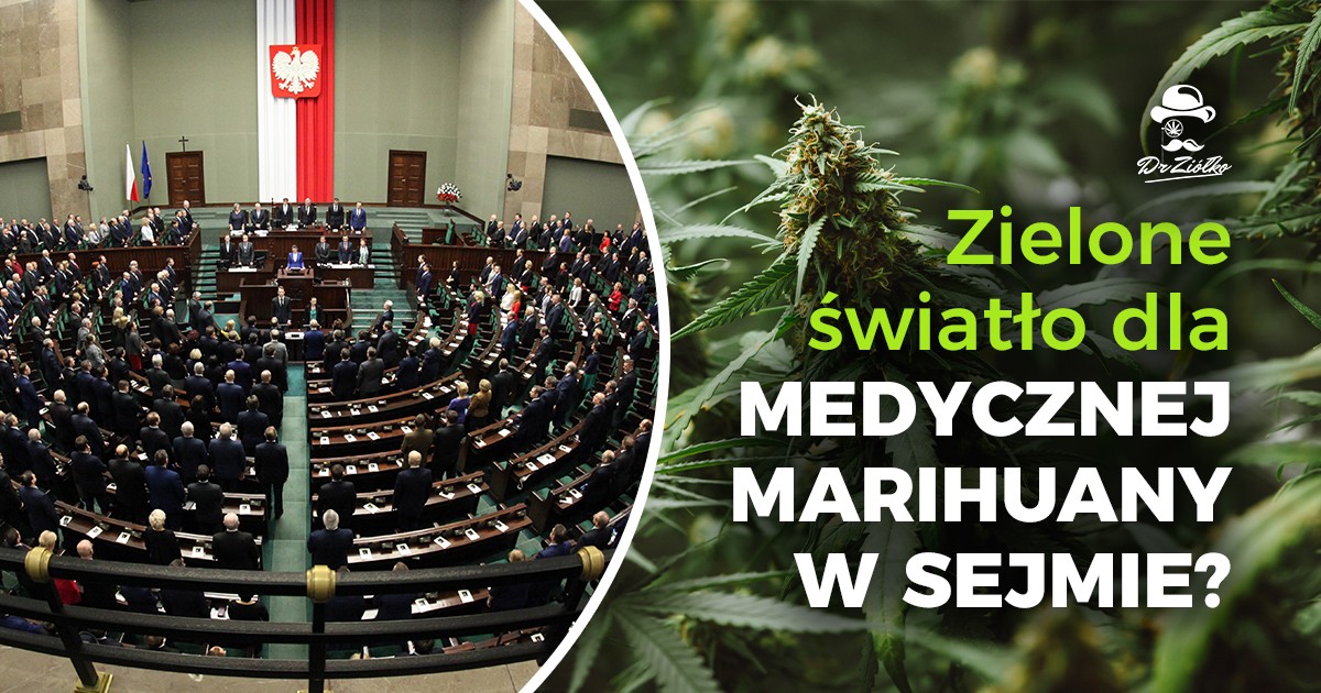Czy będzie zielone światło dla upraw medycznej marihuany w Polsce?