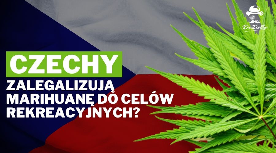 Czechy zalegalizują marihuanę do użytku rekreacyjnego?