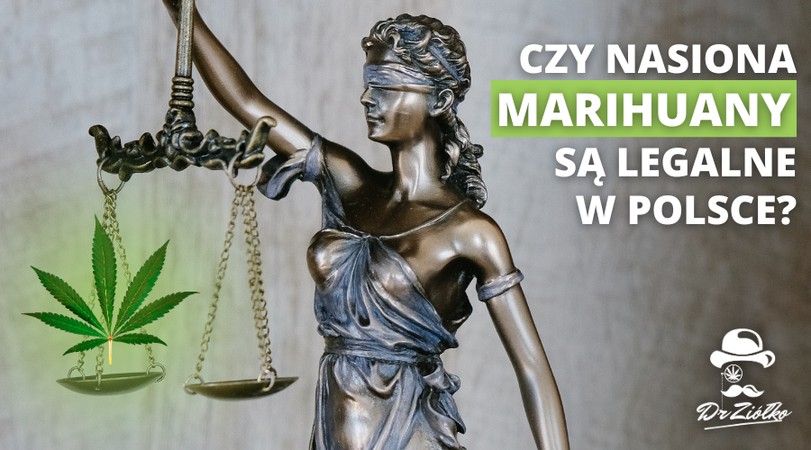 Poznaj prawo: czy nasiona marihuany są legalne w Polsce?
