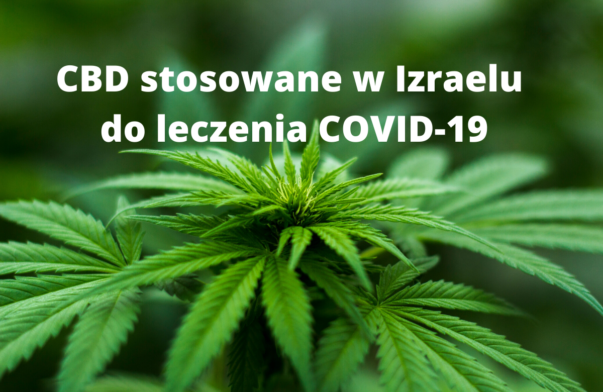 CBD stosowane w Izraelu do leczenia COVID-19