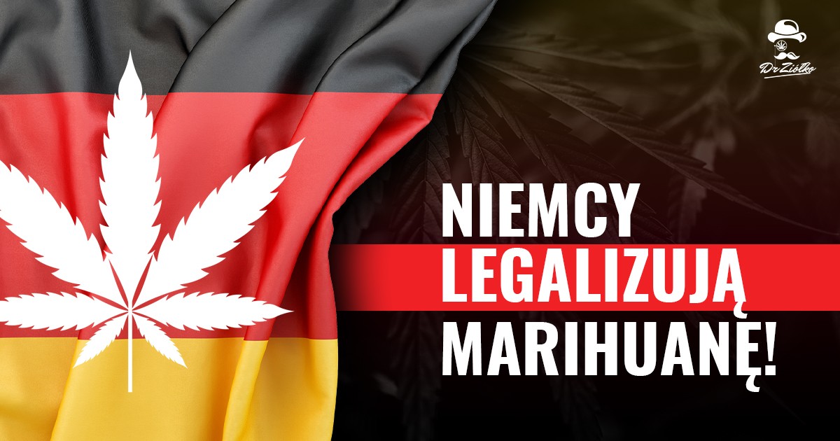 Niemcy zalegalizują marihuanę w całym kraju – czy będzie porozumienie?